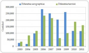 Figura 3.15. Exportaciones directas desde Guatemala de Tillandsia xerographica y T. harrisi vivas, reproducidas artificialmente, registradas por el exportador, 2003-2011 (todavía no se ha recibido el informe anual CITES de Guatemala de 2012).